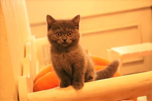 成約済の大阪府のセルカークレックス-8718の1枚目